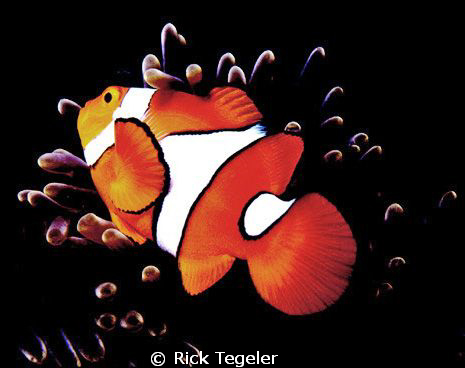 Nemo by Rick Tegeler 