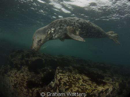 A Seal taken at the Farn Islands in the UK by Graham Watters 