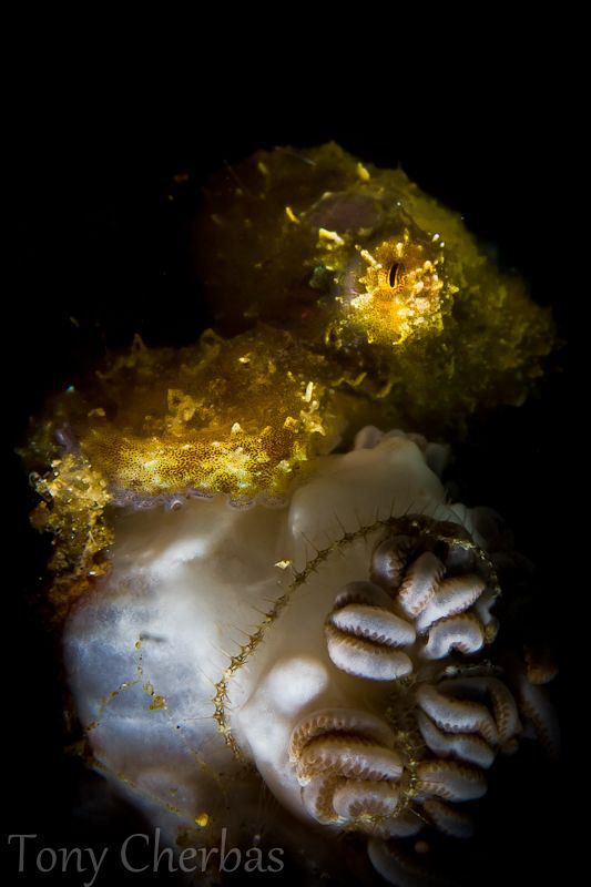 Tiny Shaggy Octopus: Lembeh Straits by Tony Cherbas 