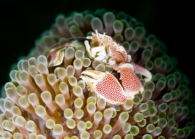 Porcelain Crab in Contrast by Tony Cherbas 