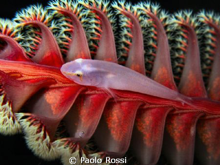 Pleurosicya boldinghi - Soft coral ghostgoby
Unusual ass... by Paolo Rossi 