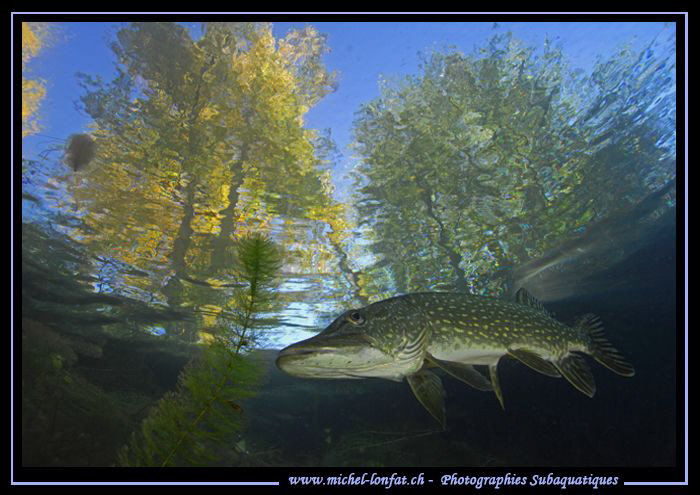Pike Fish with Autumn colors in the background... :O)... by Michel Lonfat 