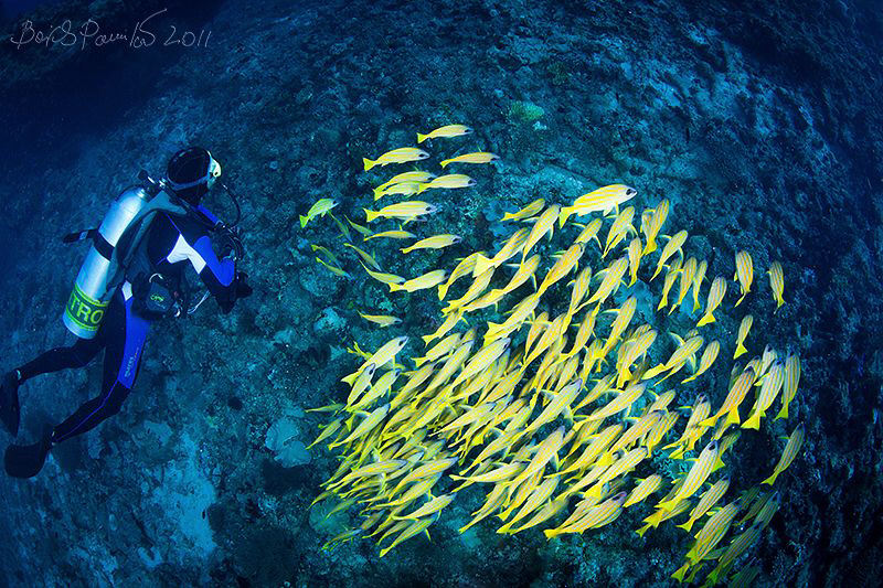 diving with school of blue striped snappers in water of K... by Boris Pamikov 