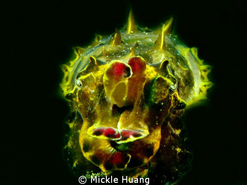 FLAME
Flamboyant cuttlefish
Northeast Coast Taiwan by Mickle Huang 