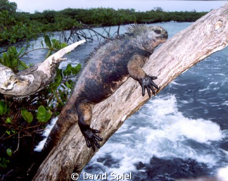Here's a Marine Iguana in the Galapagos basking in the sun. by David Spiel 