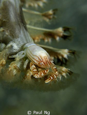 This image was rotate 180 degree. Looks like a sea pen cr... by Paul Ng 