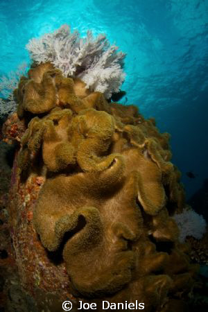 Gorgonian & Soft Coral by Joe Daniels 