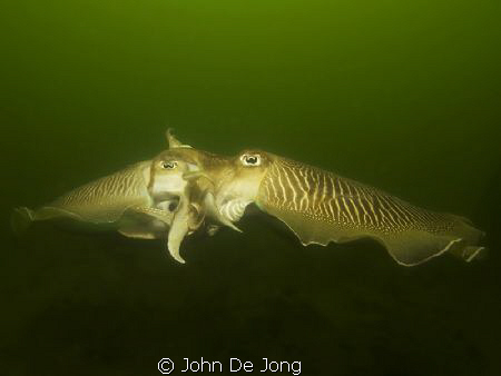 The mating of the Sepia is for many divers in the Netherl... by John De Jong 