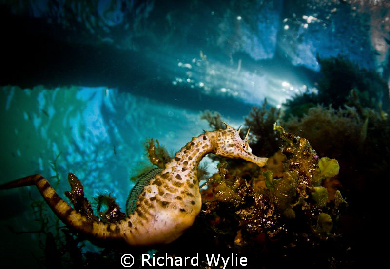 This pot bellied seahorse (Hippocampus abdominalis) was s... by Richard Wylie 