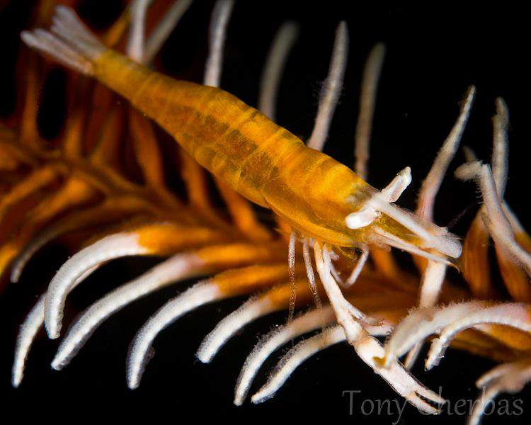 Crinoid Shrimp by Tony Cherbas 
