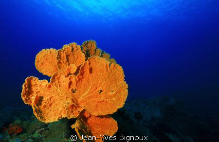 Mon Choisy,Mauritius 22/9/2011
Large Sea Fans are a fant... by Jean-Yves Bignoux 