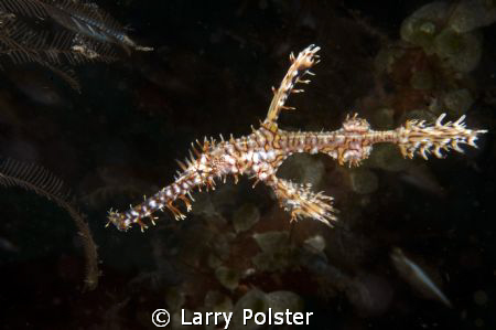 Ornate Ghost Pipefish, still one of my favorite critters ... by Larry Polster 