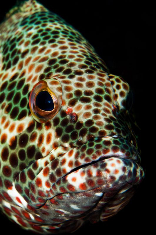 Ascension Island Grouper by Paul Colley 