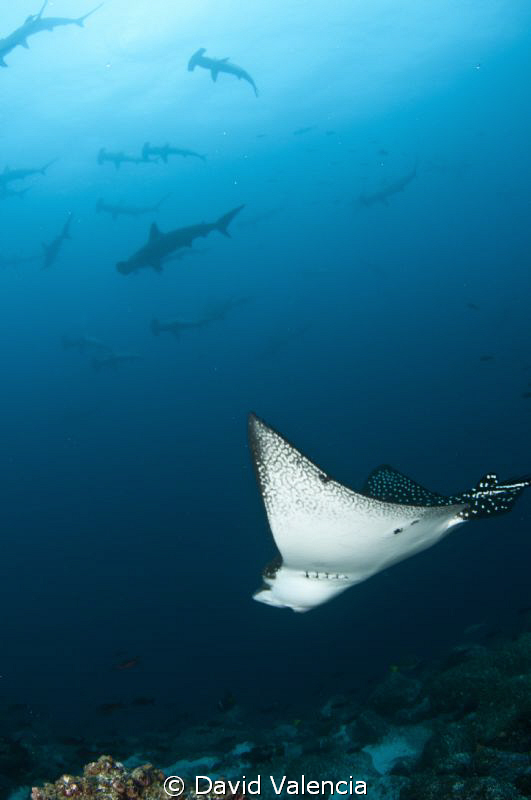 Eagle Ray swimming with hammerheads. The current was movi... by David Valencia 