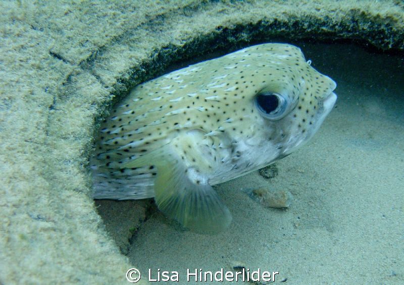 My puffer friend who hangs in his tire under the dock & g... by Lisa Hinderlider 