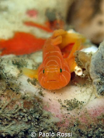 small goby with eggs.... by Paolo Rossi 