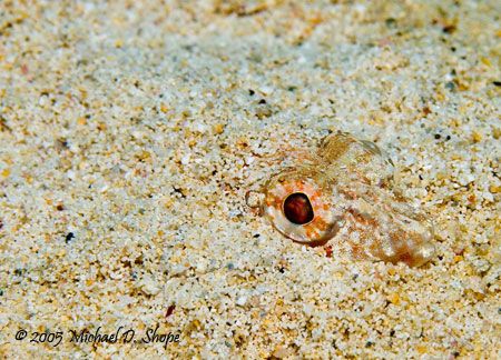 Hidden in the sand- taken with canon 20D and dual DS125's by Michael Shope 