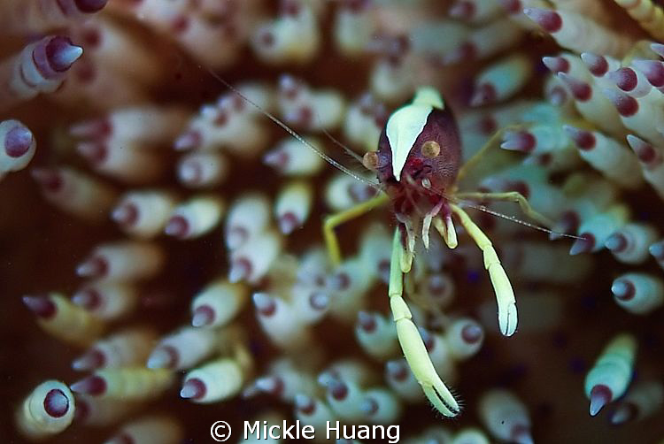 POINT
Sea Urchin Squat Shrimp
Seraya Bali

 by Mickle Huang 