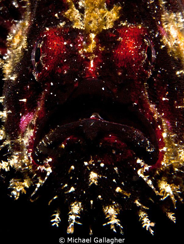 Underwater Santa!? Maybe not, but at least he's red with ... by Michael Gallagher 