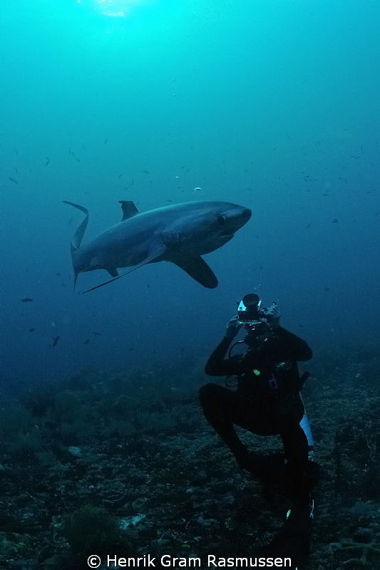 Diver photographing a Thresher Shark by Henrik Gram Rasmussen 