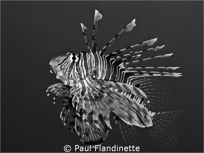 I had a great time with a group of Lionfish and wondered ... by Paul Flandinette 