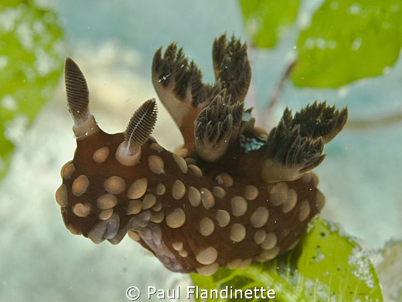 What a fasinating nudibranch - It reminds me of a mythica... by Paul Flandinette 