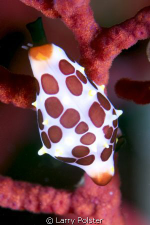 Unidentified cowrie / opisthobranch shot Raja Ampat by Larry Polster 