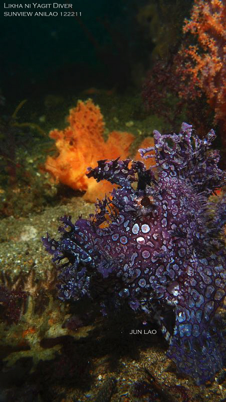 Holiday Rhinopias from Anilao Philippines by Yagit Diver 