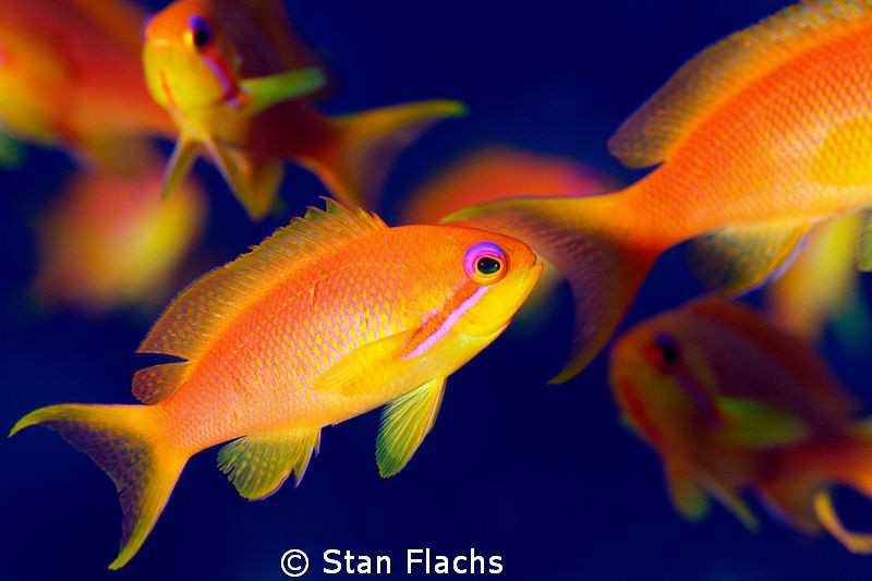 coral fish by Stan Flachs 