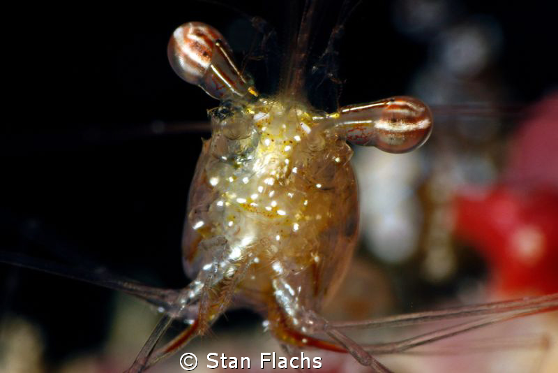 shrimp face by Stan Flachs 