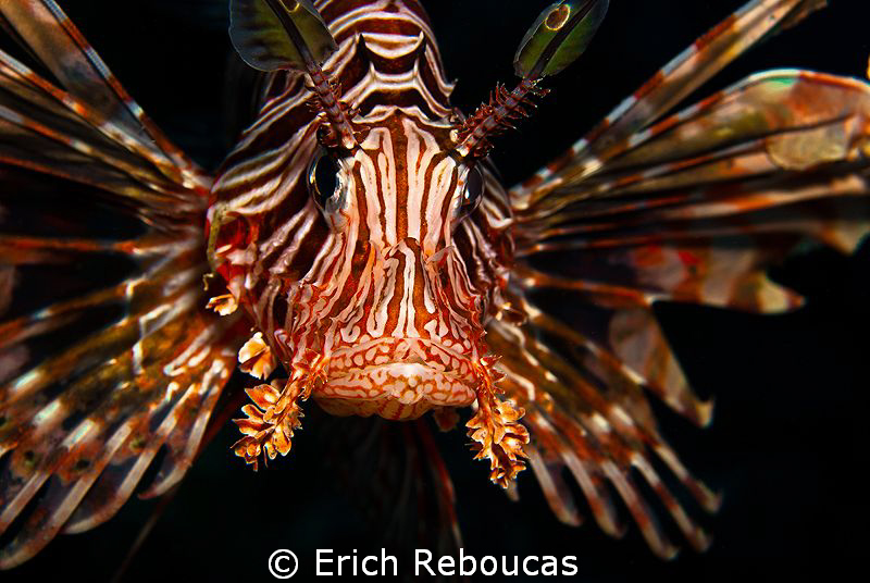 Lionfish.
So common, so beautiful by Erich Reboucas 