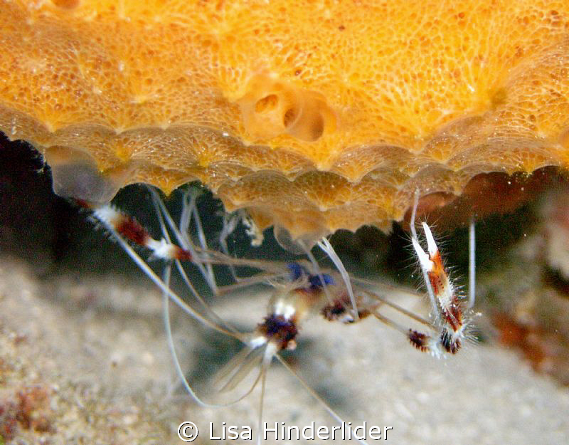 A shrimp with a nice piece of real estate! by Lisa Hinderlider 