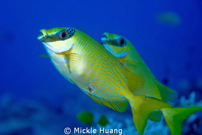 MERRY CHRISTMAS
Masked spinefoot
Palau by Mickle Huang 