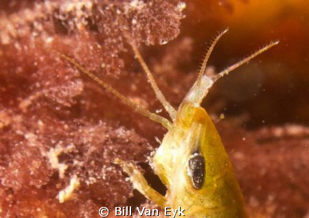 Small marine insect - can anybody ID? Image taken about 1... by Bill Van Eyk 