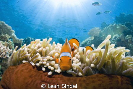 Amphiprion percula stares down the Tokina. by Leah Sindel 