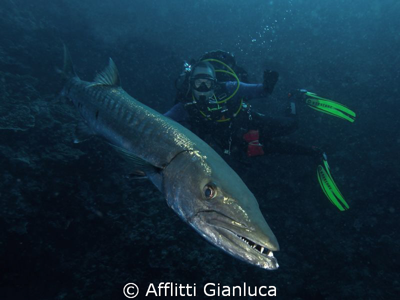 barracuda by Afflitti Gianluca 