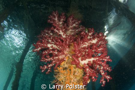 Soft coral on pearl farm jetty. Raja Ampat by Larry Polster 