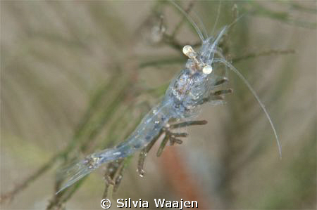 Limnomysis benedeni, a freshwatershrimp can be found in l... by Silvia Waajen 