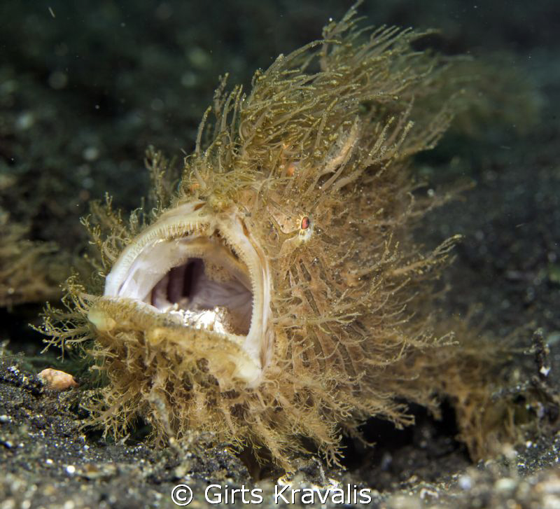 Hairy frogfish by Girts Kravalis 