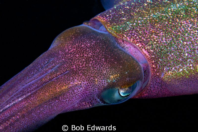 Squid taken during a night dive at Something Special - Bo... by Bob Edwards 