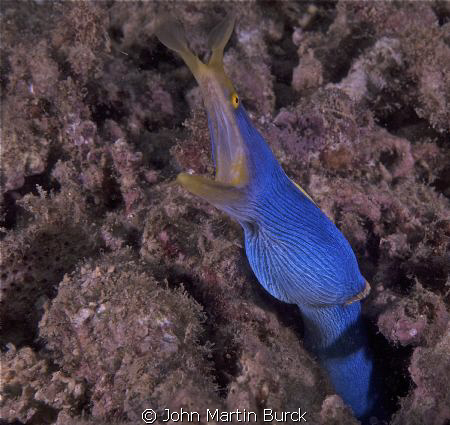 This ribbon eel was a nice surprise near the then of our ... by John Martin Burck 