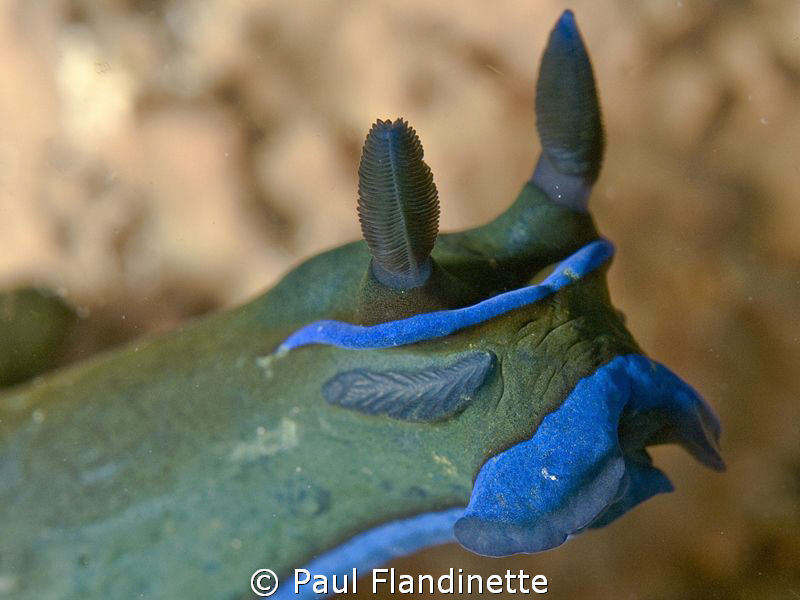 I was really fascinated with this nudi's rudimentary eyes... by Paul Flandinette 