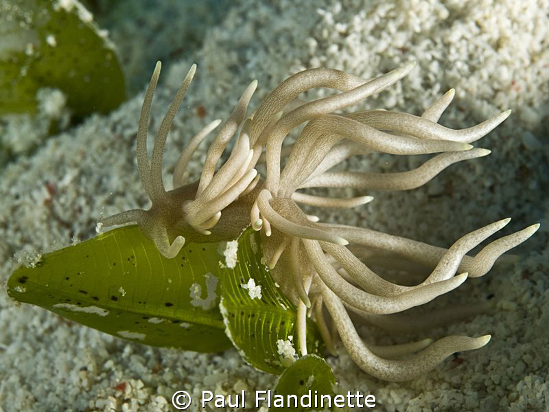 Now, here's a really strange one! Phillodesmium briareum by Paul Flandinette 