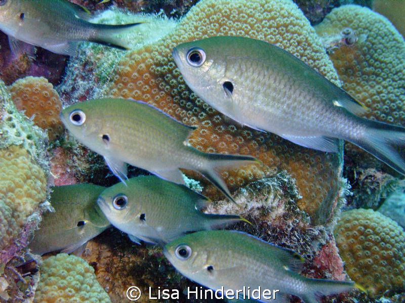These Chromis are so quick moving- difficult to get a pic... by Lisa Hinderlider 