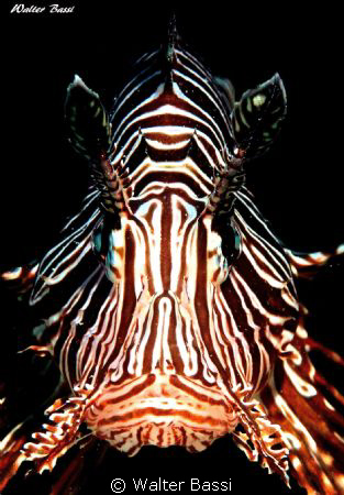 Pesce scorpione by Walter Bassi 