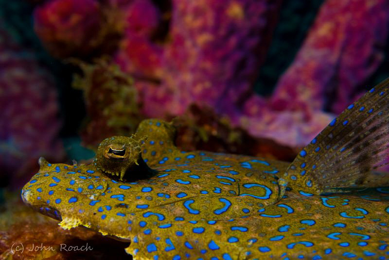 A riot of colors. Peacock Flounder. by John Roach 