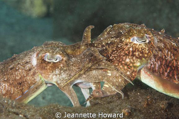 Mating Cuttlefish by Jeannette Howard 