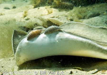 Juvenile stingray with sea lice on its wings.  It appeare... by Bill Van Eyk 