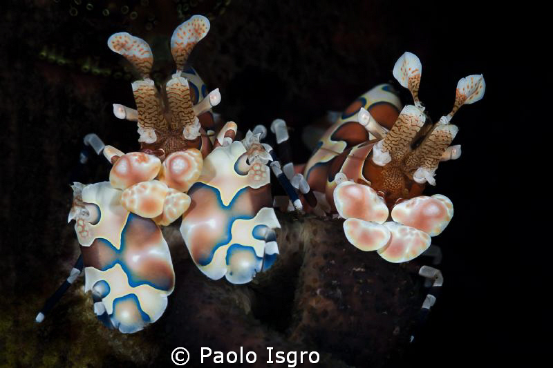 arlequin shrimps in ther natural enviroment by Paolo Isgro 