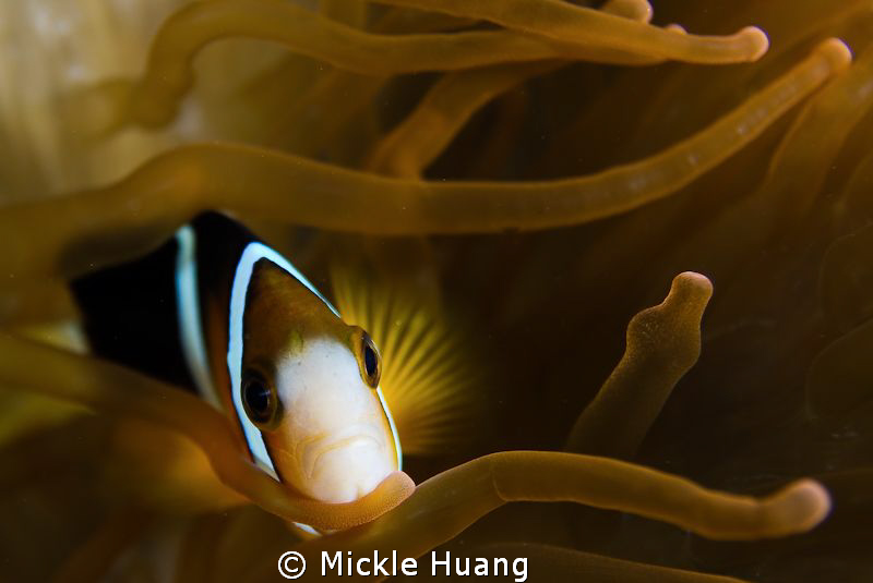 I AM INNOCENT TWO
Clark's anemonefish
Dumaguette the Ph... by Mickle Huang 